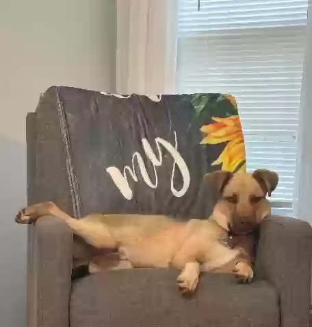 adoptable Dog in Social Circle,GA named Simba